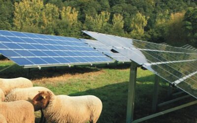 solarfarm_sheep_UK_ibvogt
