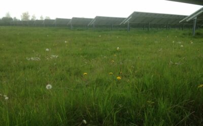 temp_file_Generic_solar_-_solar_farm_under_panel3