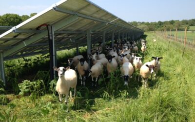 temp_file_Sheep_under_solar_-_Lightsource5