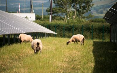temp_file_Solar_Sheep_-_Lightsource_Renewable_Energy5