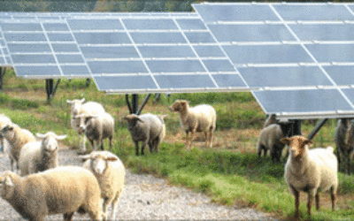 temp_file_sheepsolarpark1