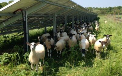temp_file_solar_farm_with_sheep_-_Lightsource_Renewable_Energy2