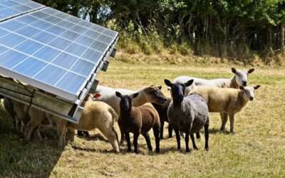 Eden Renewables' High Penn solar farm in Wiltshire. Image: Eden Renewables.